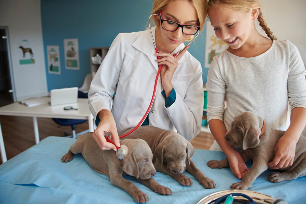 Como estruturar a contabilidade de clínicas veterinárias com faturamento alto